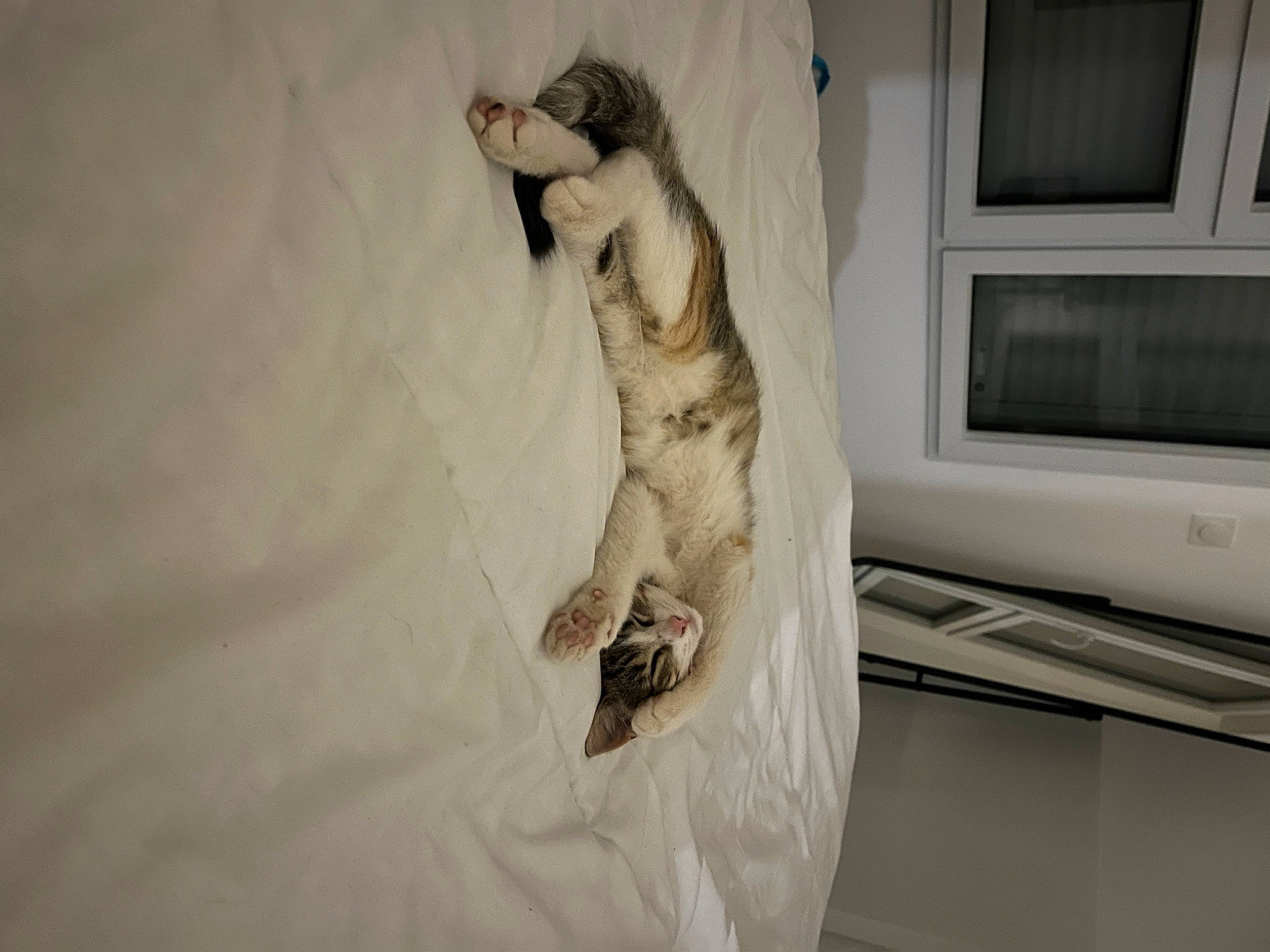 Myra participe au concours pour gagner de l'argent avec cette photo : art, canidae, carnivore, comfort, companion_dog, dog_breed, domestic_short_haired_cat, fawn, felidae, flooring, fur, fur_clothing, gesture, human_leg, paw, small_to_medium_sized_cats, sporting_group, tail, whiskers, wood