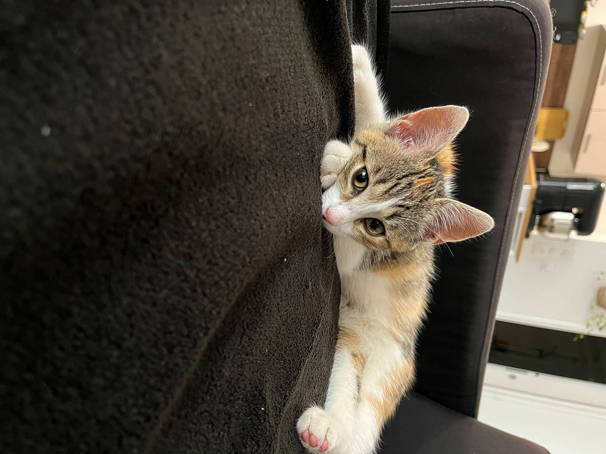 Myra participe au concours pour gagner de l'argent avec cette photo : box, carnivore, cat, claw, domestic_short_haired_cat, fawn, felidae, fur, paw, small_to_medium_sized_cats, snout, tail, whiskers