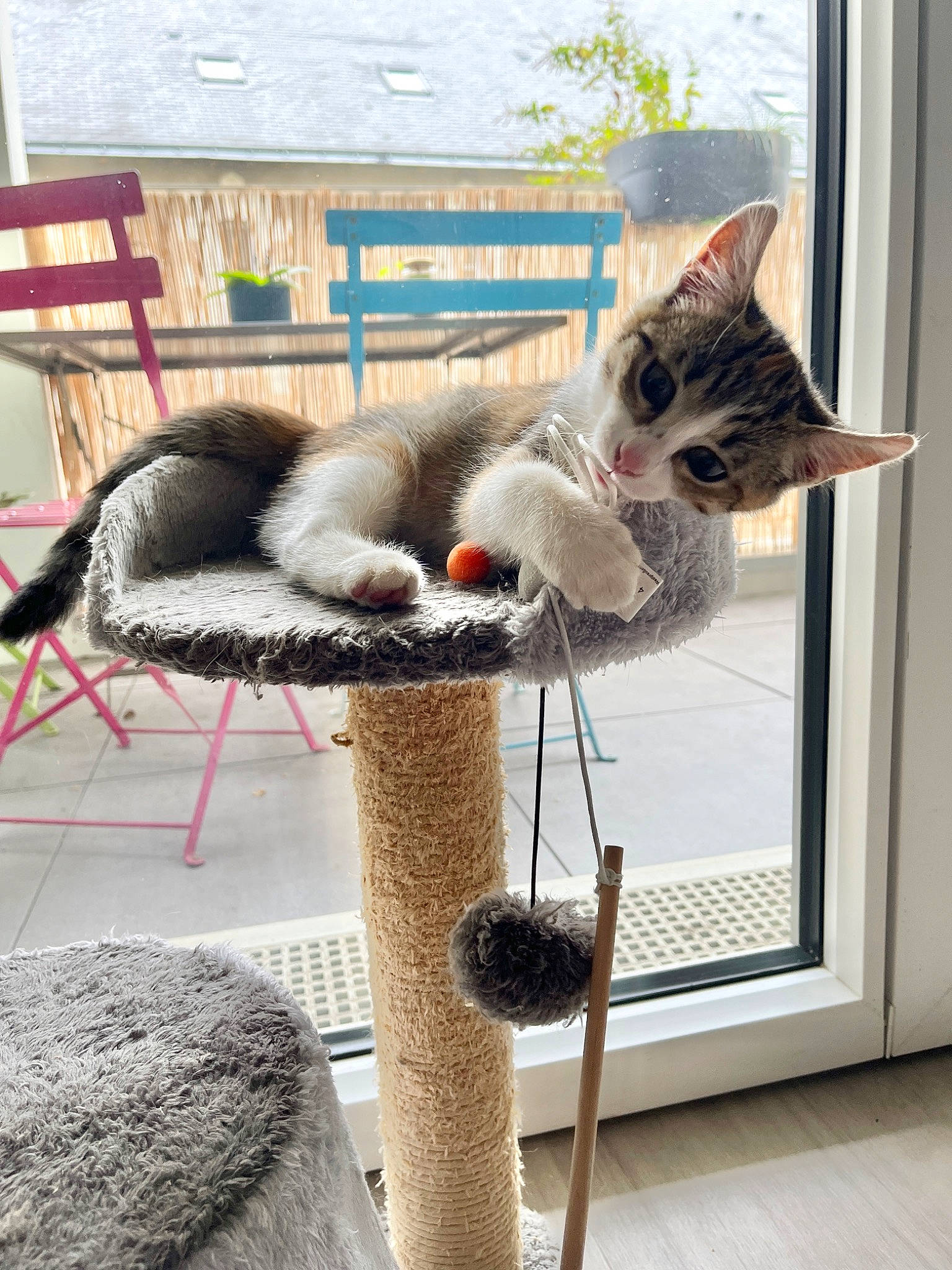 Myra a rejoint le concours — aidez-le/la à gagner de superbes lots ! carnivore, cat, cat_furniture, cat_supply, chair, comfort, curtain, domestic_short_haired_cat, fawn, felidae, flooring, fur, pet_supply, small_to_medium_sized_cats, table, tail, water, whiskers, window, wood