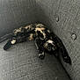 cat, tortoiseshell_cat, couch, gray_couch, stretching, upside_down, relaxed, indoor, pet, feline, fur, whiskers, paws, curious_eyes, home, cozy, buttoned_cushion, texture, animal, resting