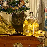 Penelope participe au concours pour gagner de l'argent avec cette photo : baubles, blue_lights, cat, christmas, christmas_tree, fairy_lights, festive, glass_jar, gold_decorations, gold_wrapping, holiday, home_decor, indoor, ornaments, portrait, sitting, treasure_chest, wide_eyes, wooden_chest, wrapped_gifts