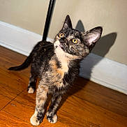 Scarr is registered to the contest to win money with this photo: kitten, cat, tortoiseshell, indoor, wooden_floor, shadow, curious, pet, animal, feline, young, looking_up, ears, whiskers, floor, wall, domestic, cute, fur, yellow_eyes