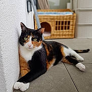 Smoothie participe au concours pour gagner de l'argent avec cette photo : cat, calico_cat, animal, pet, indoor, relaxed, lounging, white_wall, tiled_floor, wicker_basket, cat_house, fur, green_eyes, paw, whiskers, tail, domestic_cat, cute, resting, feline