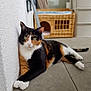 cat, calico_cat, animal, pet, indoor, relaxed, lounging, white_wall, tiled_floor, wicker_basket, cat_house, fur, green_eyes, paw, whiskers, tail, domestic_cat, cute, resting, feline