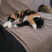 Smoothie a rejoint le concours — aidez-le/la à gagner de superbes lots ! animal, black, blanket, brown, calico, cat, comfortable, couch, cozy, feline, fur, home, indoor, paw, pet, relaxing, resting, sleeping, tabby, white