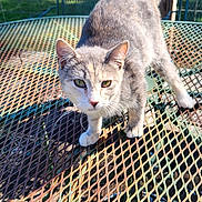 Keontae is registered to the contest to win money with this photo: cat, animal, pet, outdoor, table, metal, rust, green, nature, sunlight, shadow, curious, standing, feline, whiskers, ears, tail, garden, daytime, closeup