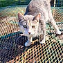 animal, cat, closeup, curious, daytime, ears, feline, garden, green, metal, nature, outdoor, pet, rust, shadow, standing, sunlight, table, tail, whiskers