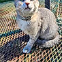 Keontae joined the competition — help win amazing prizes! cat, gray_cat, tabby_cat, pet, animal, collar, outdoor, metal_table, rusty_table, sunlight, greenery, garden, chair, fence, whiskers, fur, sitting, daylight, closeup, curious