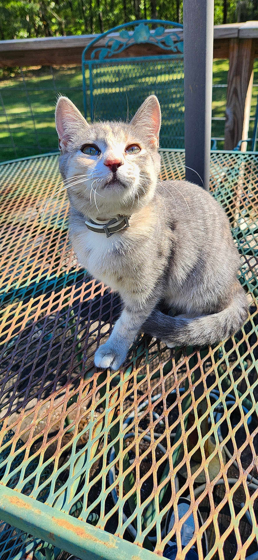 Keontae joined the competition — help win amazing prizes! cat, gray_cat, tabby_cat, pet, animal, collar, outdoor, metal_table, rusty_table, sunlight, greenery, garden, chair, fence, whiskers, fur, sitting, daylight, closeup, curious