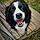 Dozer