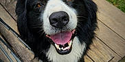 Dozer joined the competition — help win amazing prizes! dog, black_and_white, happy, smiling, tongue_out, wooden_deck, grass, outdoor, pet, canine, fur, snout, animal, playful, friendly, close_up, looking_up, nature, daylight, wood