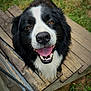 dog, black_and_white, happy, smiling, tongue_out, wooden_deck, grass, outdoor, pet, canine, fur, snout, animal, playful, friendly, close_up, looking_up, nature, daylight, wood