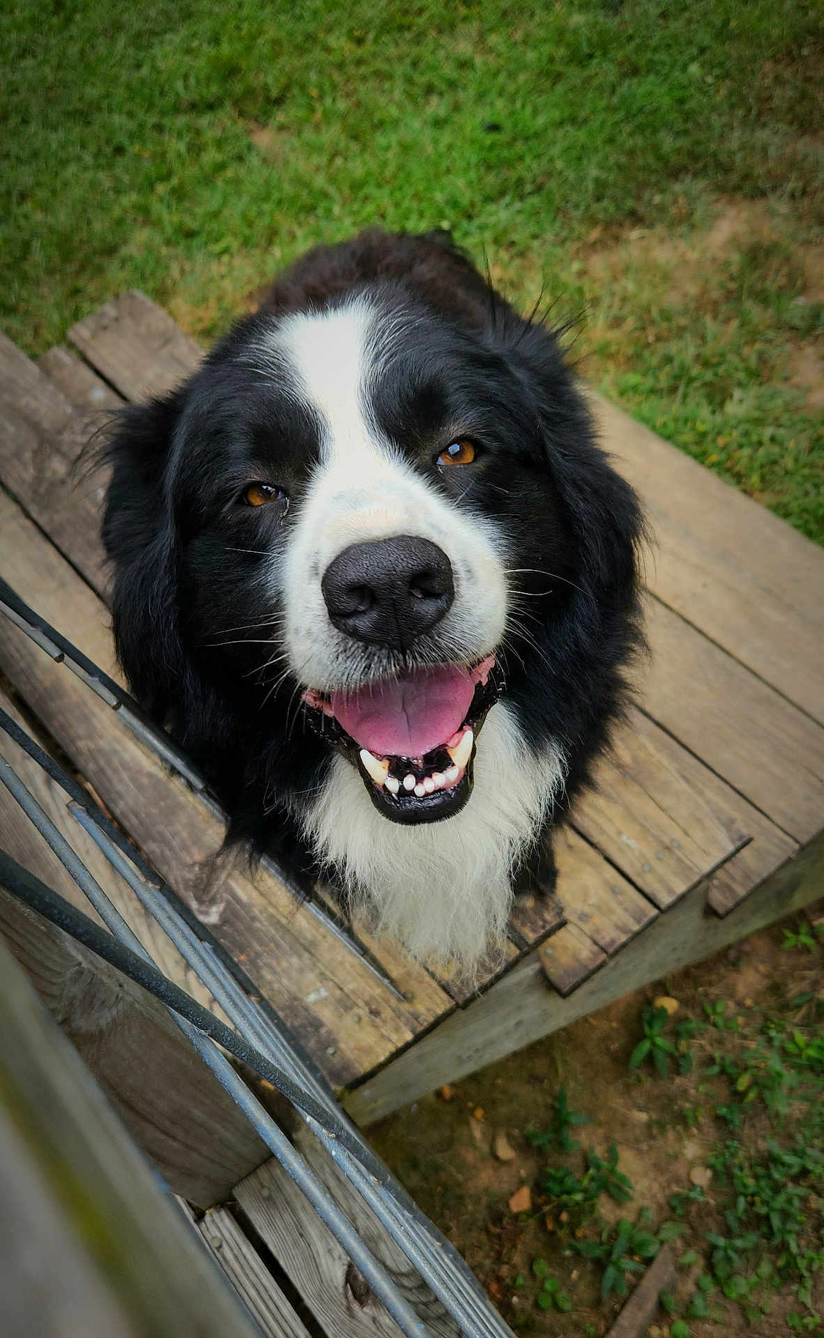 Dozer joined the competition — help win amazing prizes! dog, black_and_white, happy, smiling, tongue_out, wooden_deck, grass, outdoor, pet, canine, fur, snout, animal, playful, friendly, close_up, looking_up, nature, daylight, wood