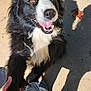 Dozer is registered to the contest to win money with this photo: dog, black_and_white, happy, outdoor, sunlight, pavement, handshake, pet, canine, fur, tongue, eyes, owner, clothing, jeans, shadow, smile, closeup, animal, friendship