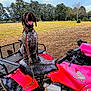 dog, atv, red, outdoor, field, trees, leash, animal, pet, vehicle, happy, tongue_out, spotted_coat, nature, grass, sky, four_wheeler, seat, parked, rural
