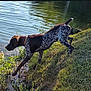 Moses is registered to the contest to win money with this photo: animal, canine, collar, daytime, dog, grass, lake, nature, outdoor, plant, pond, quiet, reflection, riverbank, side_view, speckled, summer, sunlight, wading, water