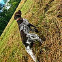 dog, outdoor, grass, field, fence, brown, white, spotted, canine, nature, animal, sniffing, collar, daytime, trees, rural, pets, leash, playful, summer