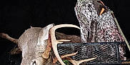 Moses joined the competition — help win amazing prizes! dog, deer, antlers, hunting, animal, atv, night, outdoor, vehicle, flash, collar, leash, fur, wildlife, nature, hunting_gear, camouflage, dark_background, blood, metal_mesh