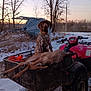 dog, atv, deer, hunting, snow, outdoor, trees, sunset, animal, vehicle, rural, winter, nature, wildlife, landscape, field, sky, metal_structure, leaves, trail