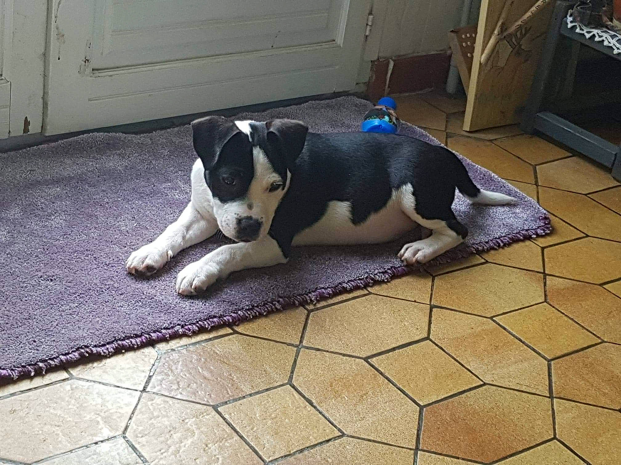 Drago a rejoint le concours — aidez-le/la à gagner de superbes lots ! canidae, carnivore, dog, dog_breed, mammal, puppy, smooth_fox_terrier, sporting_group, tail, vertebrate