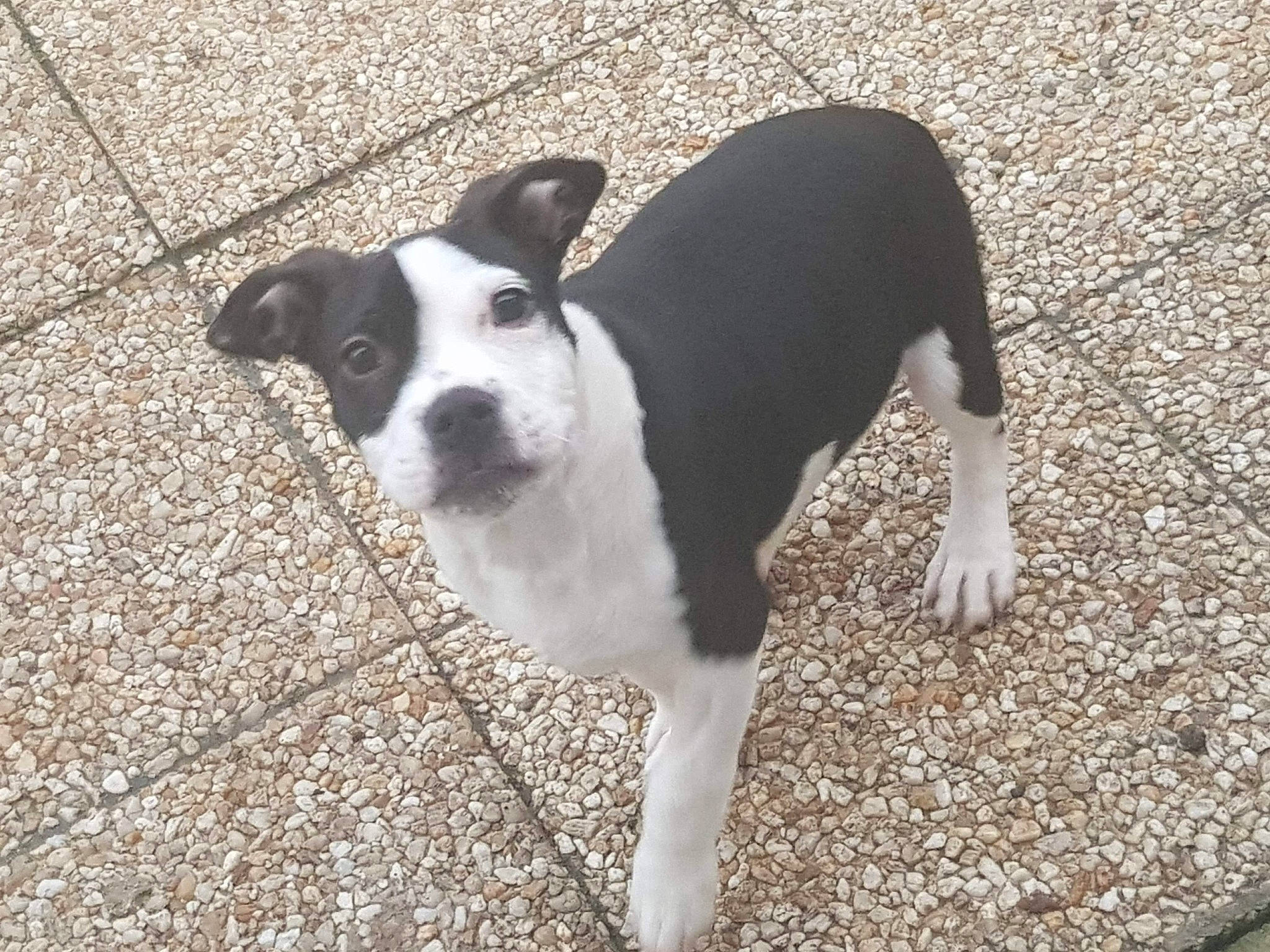 Drago a rejoint le concours — aidez-le/la à gagner de superbes lots ! adventure, american_staffordshire_terrier, boston_terrier, canidae, carnivore, companion_dog, dog, dog_breed, fawn, feist, mammal, non_sporting_group, puppy, snout, sporting_group, tail, vertebrate