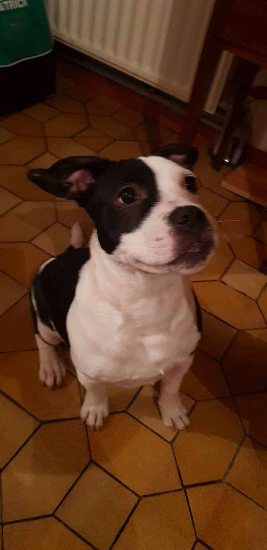 Drago participe au concours pour gagner de l'argent avec cette photo : american_pit_bull_terrier, american_staffordshire_terrier, boston_terrier, bull_and_terrier, canidae, carnivore, companion_dog, dog, dog_breed, fawn, french_bulldog, mammal, non_sporting_group, nose, pit_bull, puppy, rare_breed_dog, snout, staffordshire_bull_terrier, vertebrate