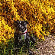 Maiko a rejoint le concours — aidez-le/la à gagner de superbes lots ! dog, black_dog, white_chest, collar, flower_bush, yellow_flowers, grass, outdoor, nature, sunlight, pet, sitting, garden, spring, canine, animal, fur, leaves, ground, daytime