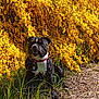 dog, black_dog, white_chest, collar, flower_bush, yellow_flowers, grass, outdoor, nature, sunlight, pet, sitting, garden, spring, canine, animal, fur, leaves, ground, daytime