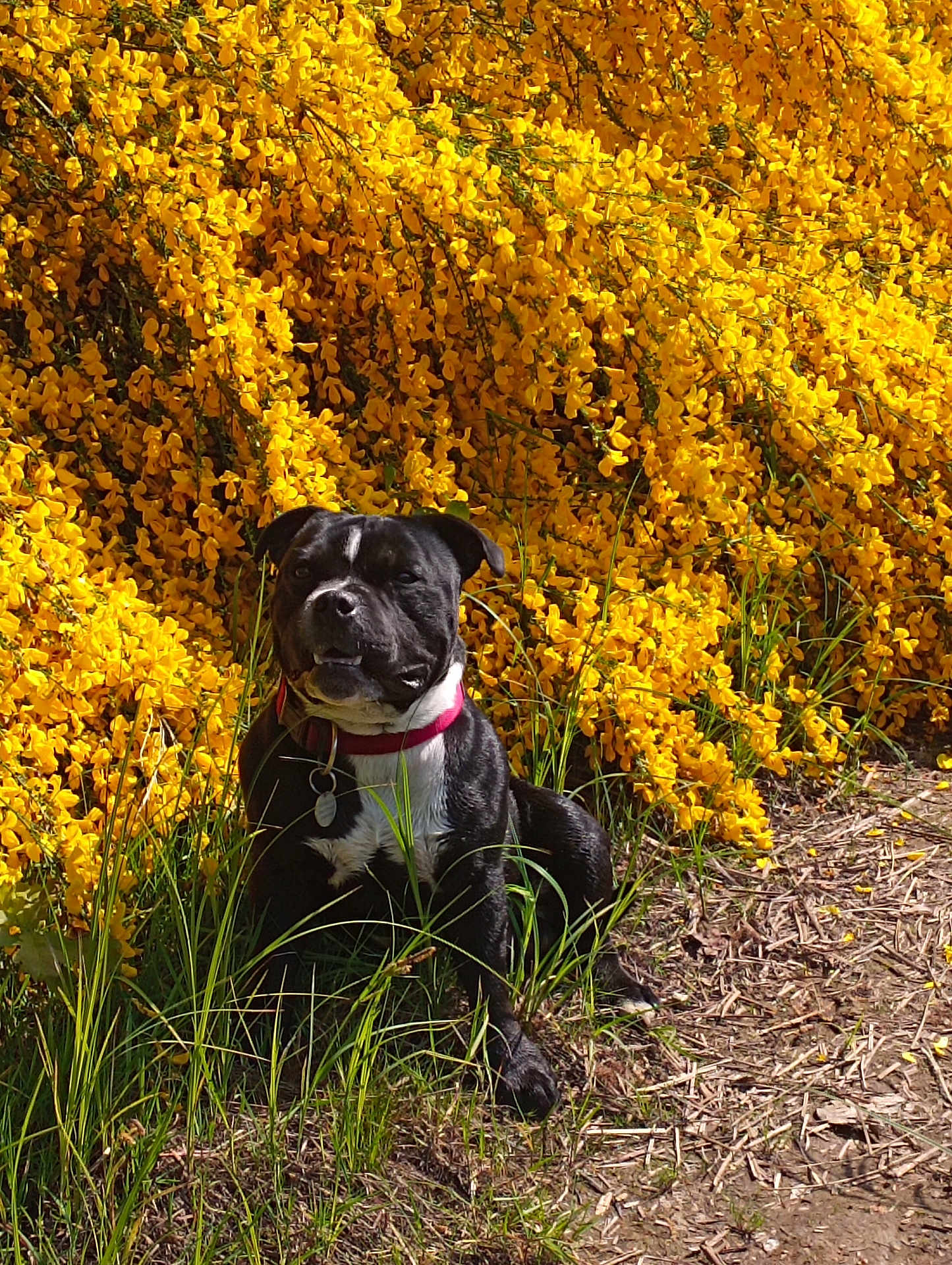 Maiko a rejoint le concours — aidez-le/la à gagner de superbes lots ! dog, black_dog, white_chest, collar, flower_bush, yellow_flowers, grass, outdoor, nature, sunlight, pet, sitting, garden, spring, canine, animal, fur, leaves, ground, daytime