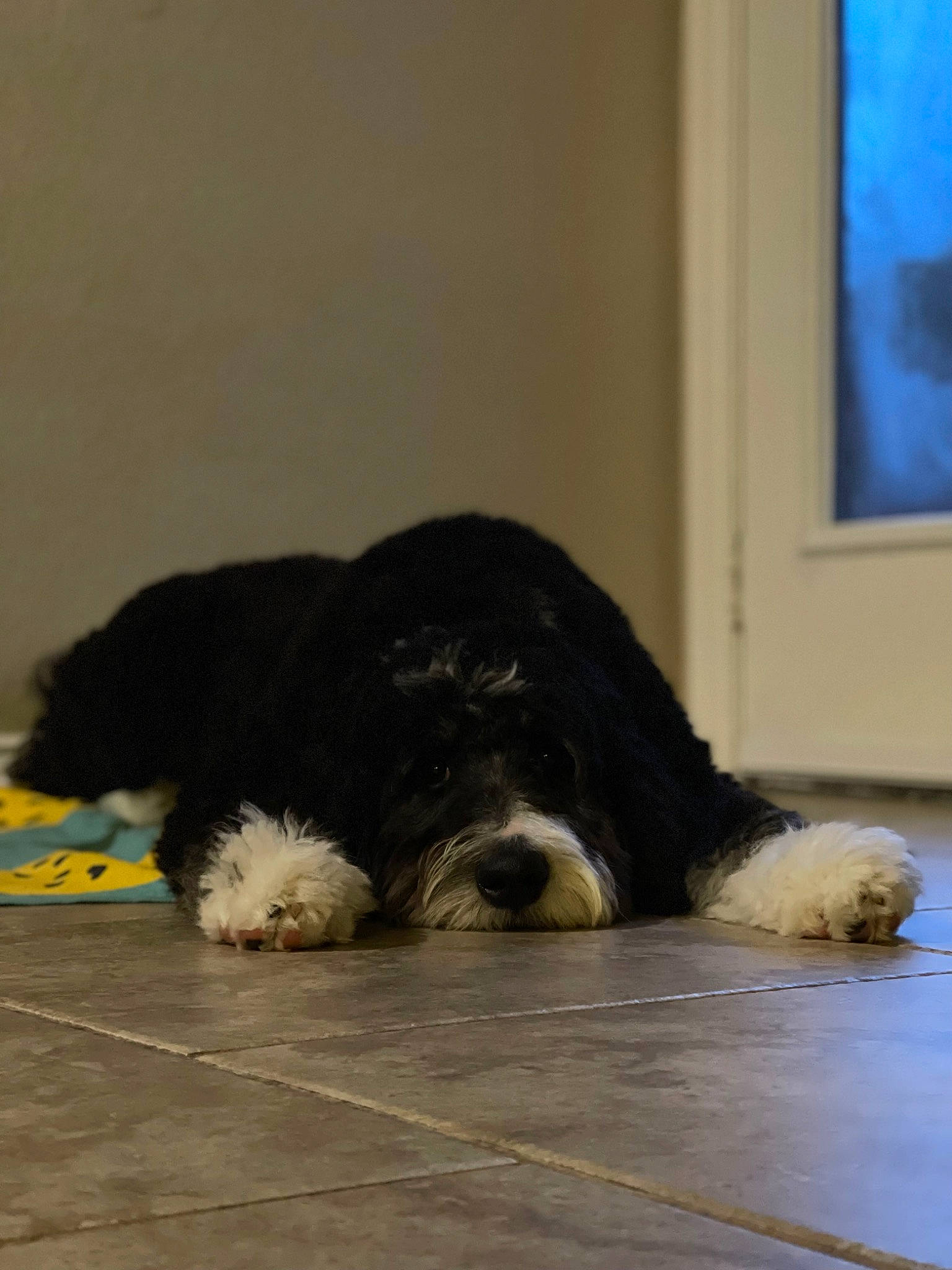 Silly Millie is registered to the contest to win money with this photo: canidae, carnivore, comfort, companion_dog, dog, dog_breed, floor, flooring, foot, fur, hardwood, paw, picture_frame, snout, sporting_group, tail, terrestrial_animal, wood, working_animal, working_dog