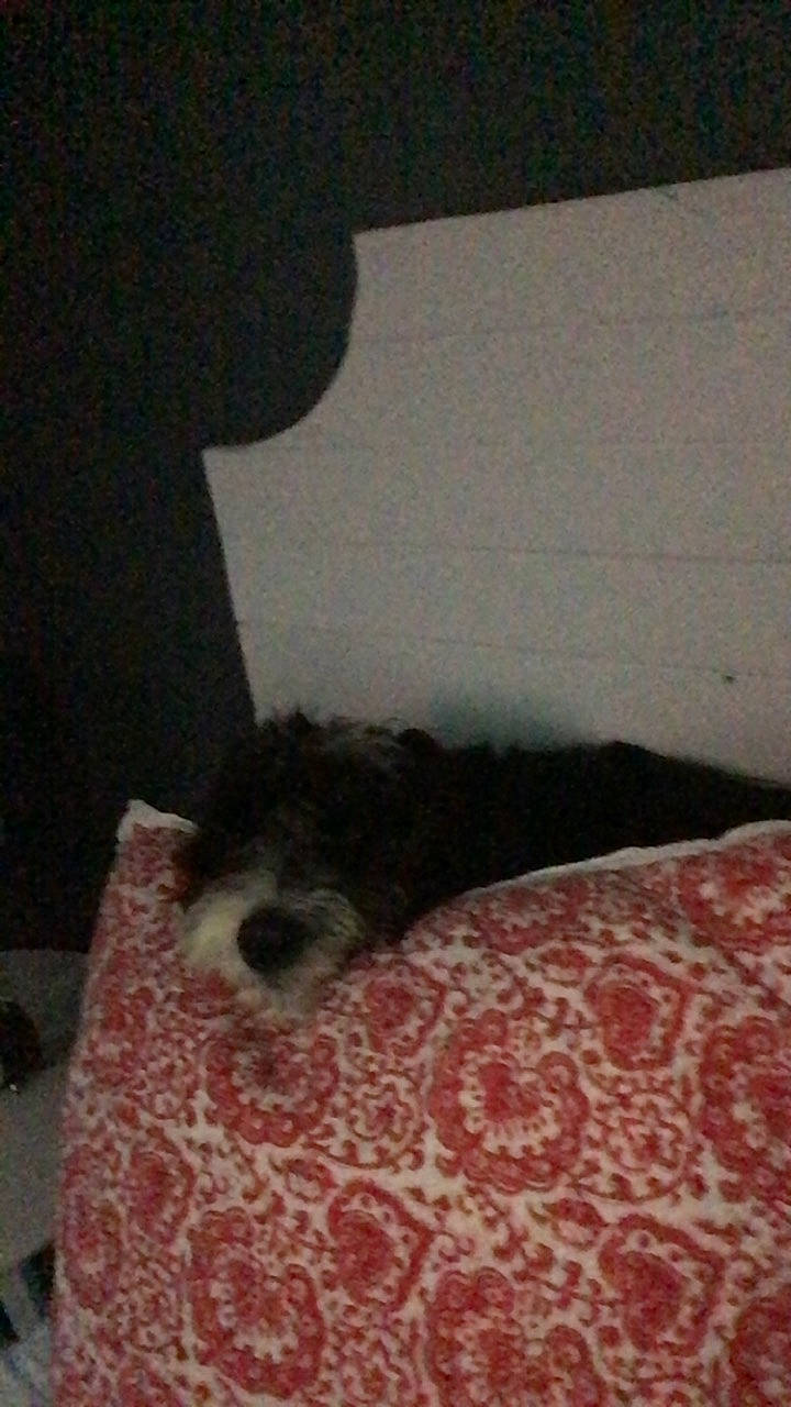 Silly Millie is registered to the contest to win money with this photo: bed, bed_sheet, bedding, carnivore, comfort, companion_dog, dog, dog_breed, felidae, flooring, fur, linens, paw, room, small_to_medium_sized_cats, snout, tail, terrestrial_animal, textile, whiskers