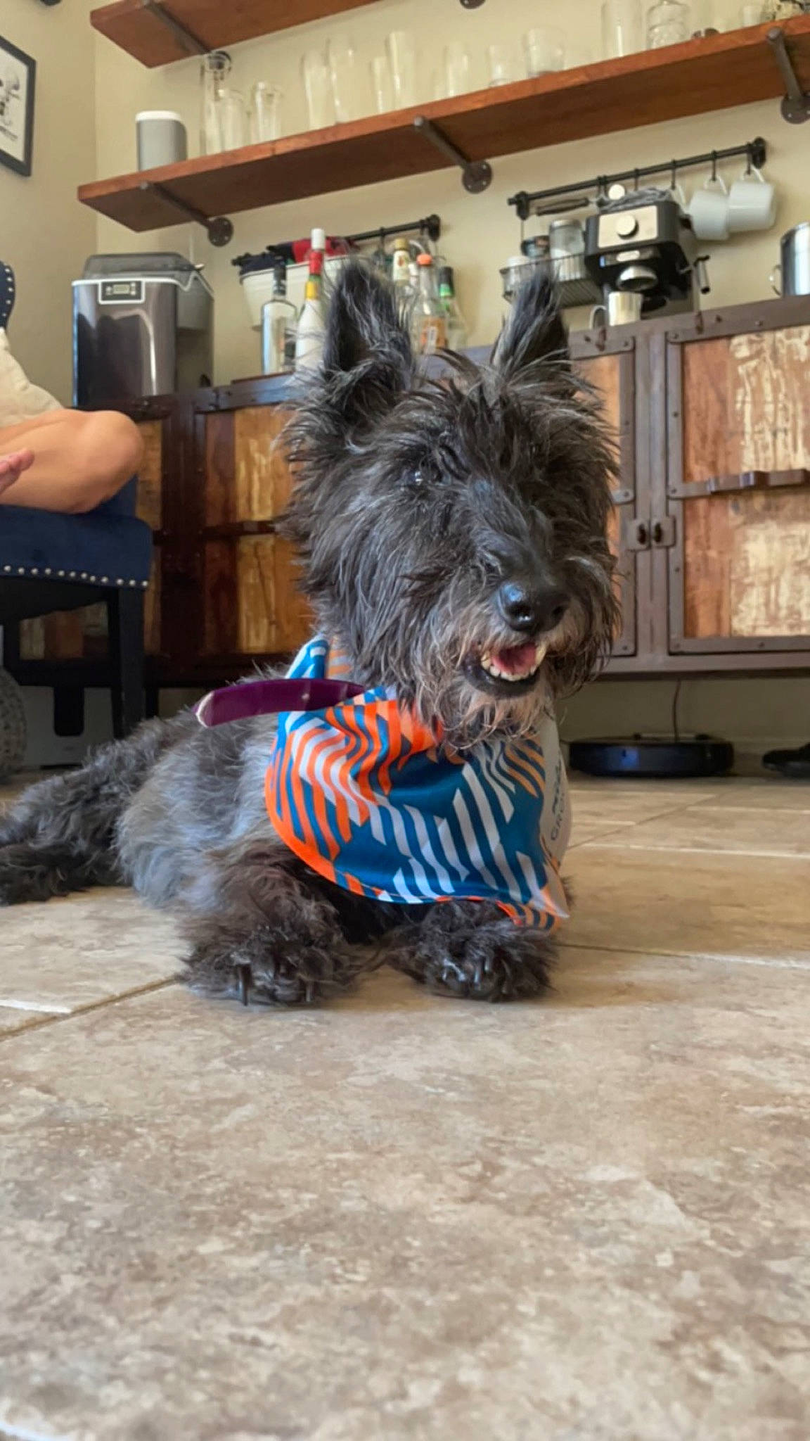 Hads joined the competition — help win amazing prizes! canidae, carnivore, collar, companion_dog, dog, dog_breed, dog_collar, dog_supply, flooring, fur, liver, schnauzer, small_terrier, snout, sporting_group, standard_schnauzer, tail, terrier, toy_dog, working_animal