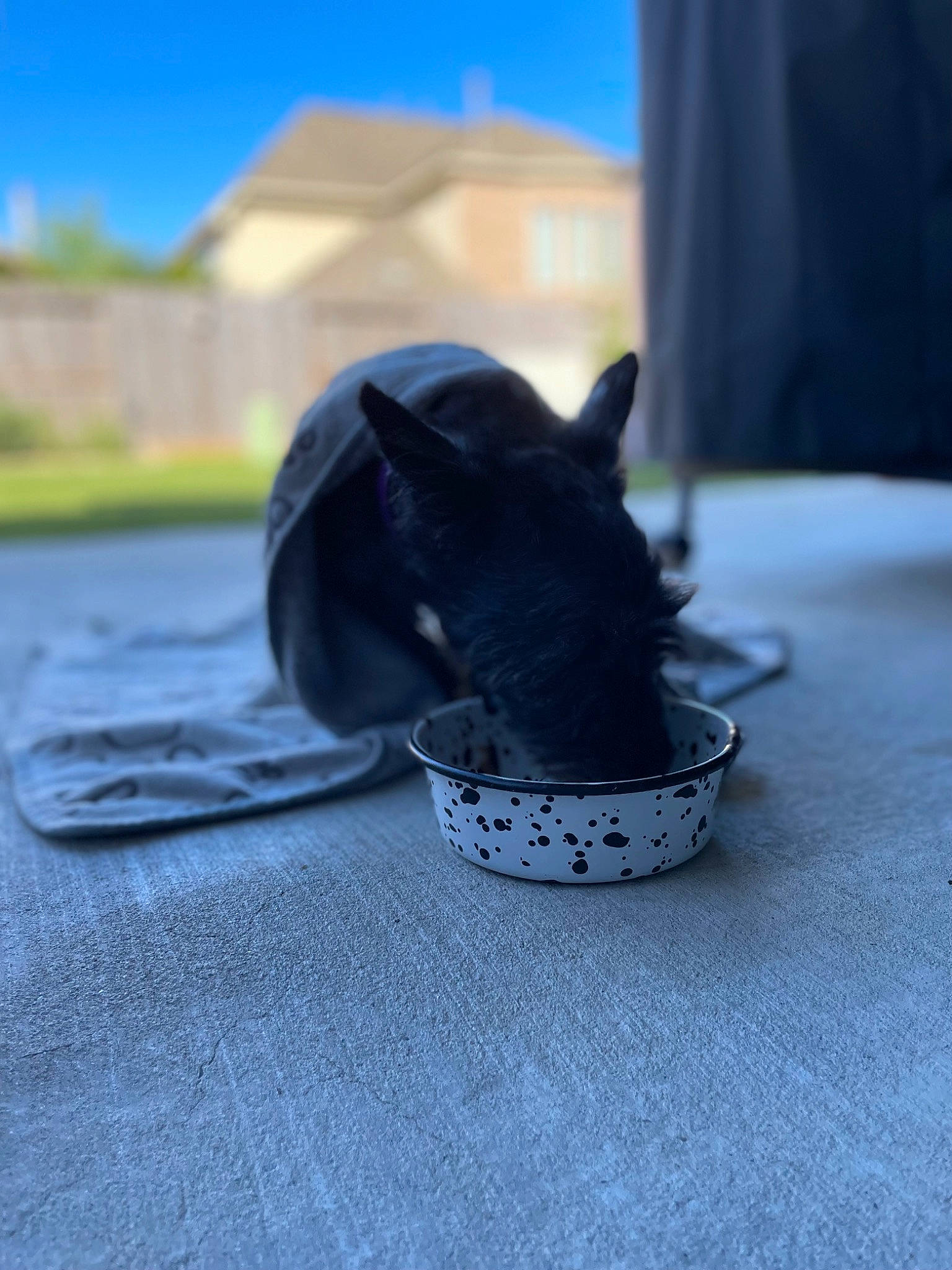 Hads is registered to the contest to win money with this photo: carmine, companion_dog, curtain, dog_breed, electric_blue, fashion_accessory, fawn, grass, grey, human_leg, leash, personal_protective_equipment, pet_supply, purple, shadow, sky, snout, terrestrial_animal, whiskers, working_animal