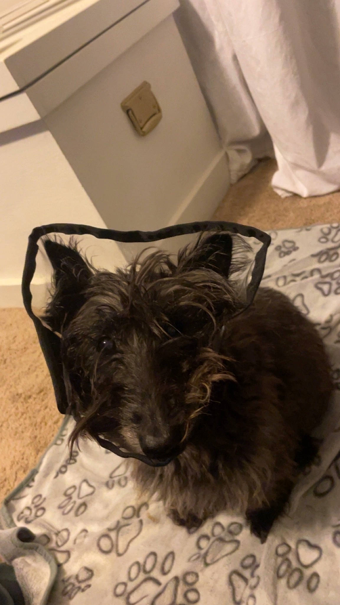 Hads is registered to the contest to win money with this photo: canidae, carnivore, comfort, companion_dog, dog, dog_breed, dog_supply, ear, fawn, felidae, grey, liver, scottish_terrier, small_terrier, snout, sporting_group, terrier, toy_dog, whiskers, working_animal