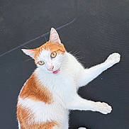 Suchi a rejoint le concours — aidez-le/la à gagner de superbes lots ! animal, black_background, cat, cute, domestic_cat, eyes, feline, fur, indoor, looking_up, lying_down, orange_and_white, paw, pet, playful, resting, tail, texture, tongue_out, whiskers