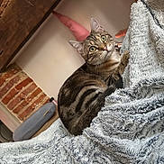 Waterloo a rejoint le concours — aidez-le/la à gagner de superbes lots ! abyssinian, animal, bed, bedroom, blanket, brick, cat, couch, furniture, hardwood, homedecor, indoors, kitten, laundry, linen, manx, pet, quilt, room, towel