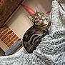 abyssinian, animal, bed, bedroom, blanket, brick, cat, couch, furniture, hardwood, homedecor, indoors, kitten, laundry, linen, manx, pet, quilt, room, towel