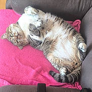 Malo participe au concours pour gagner de l'argent avec cette photo : cat, tabby, pet, feline, relaxed, lying_down, couch, indoor, fur, whiskers, pink_towel, paws, striped_tail, cute, domestic_animal, cozy, resting, animal, sleepy, home