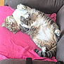 cat, tabby, pet, feline, relaxed, lying_down, couch, indoor, fur, whiskers, pink_towel, paws, striped_tail, cute, domestic_animal, cozy, resting, animal, sleepy, home