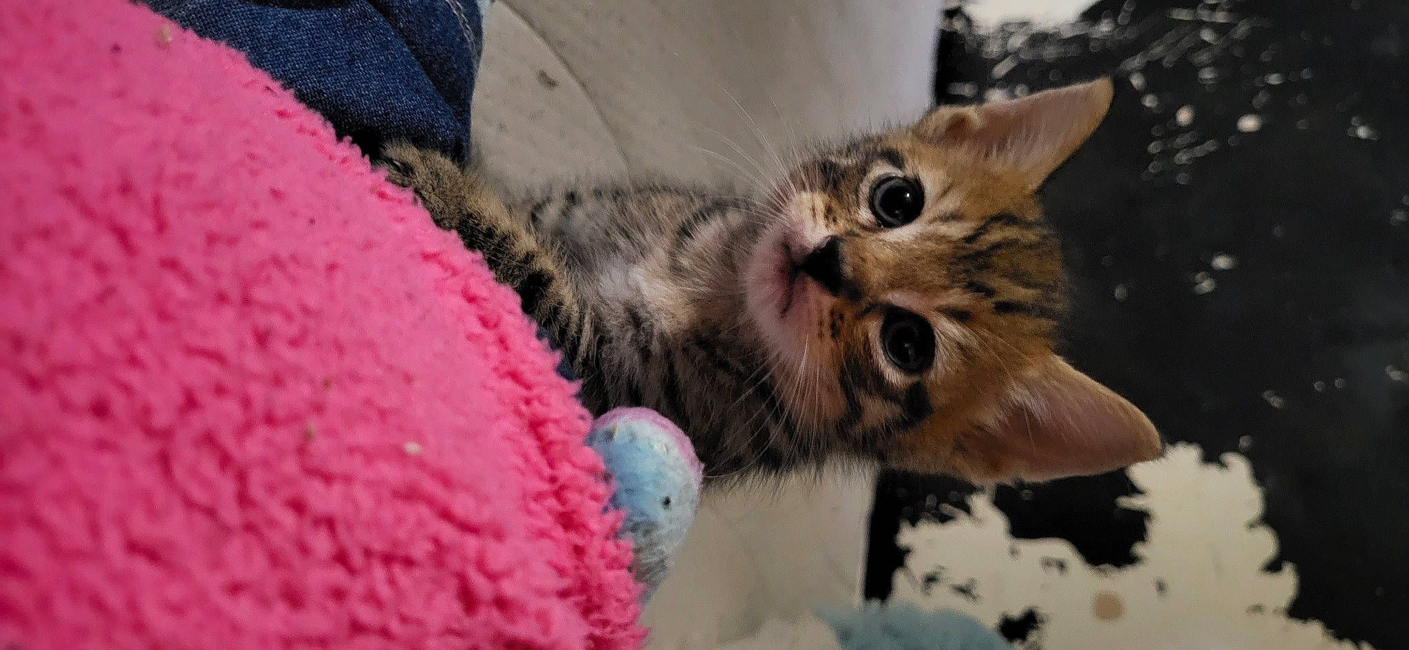 Fluff joined the competition — help win amazing prizes! carnivore, cat, cat_bed, cat_supply, claw, close_up, comfort, domestic_short_haired_cat, fawn, felidae, fur, linens, magenta, pattern, paw, small_to_medium_sized_cats, snout, tail, whiskers, wool