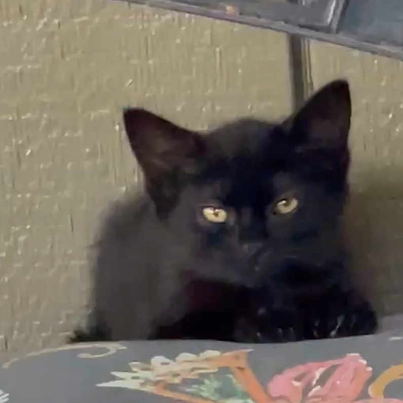 Jiji is registered to the contest to win money with this photo: animal, blackcat, cat, kitten, manx, pet