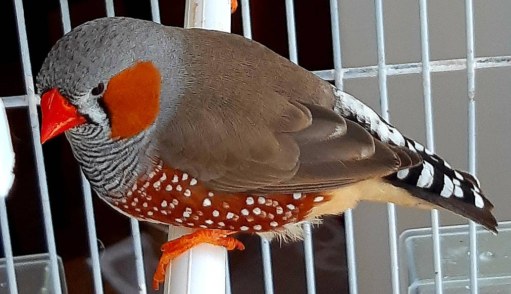 Pioupiou a rejoint le concours — aidez-le/la à gagner de superbes lots ! beak, bird, fauna, feather, finch