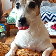 Mirza a rejoint le concours — aidez-le/la à gagner de superbes lots ! companion_dog, dog, dog_breed, dog_like_mammal, jack_russell_terrier, miniature_fox_terrier, rat_terrier, russell_terrier, snout, tenterfield_terrier, terrier, toy_fox_terrier