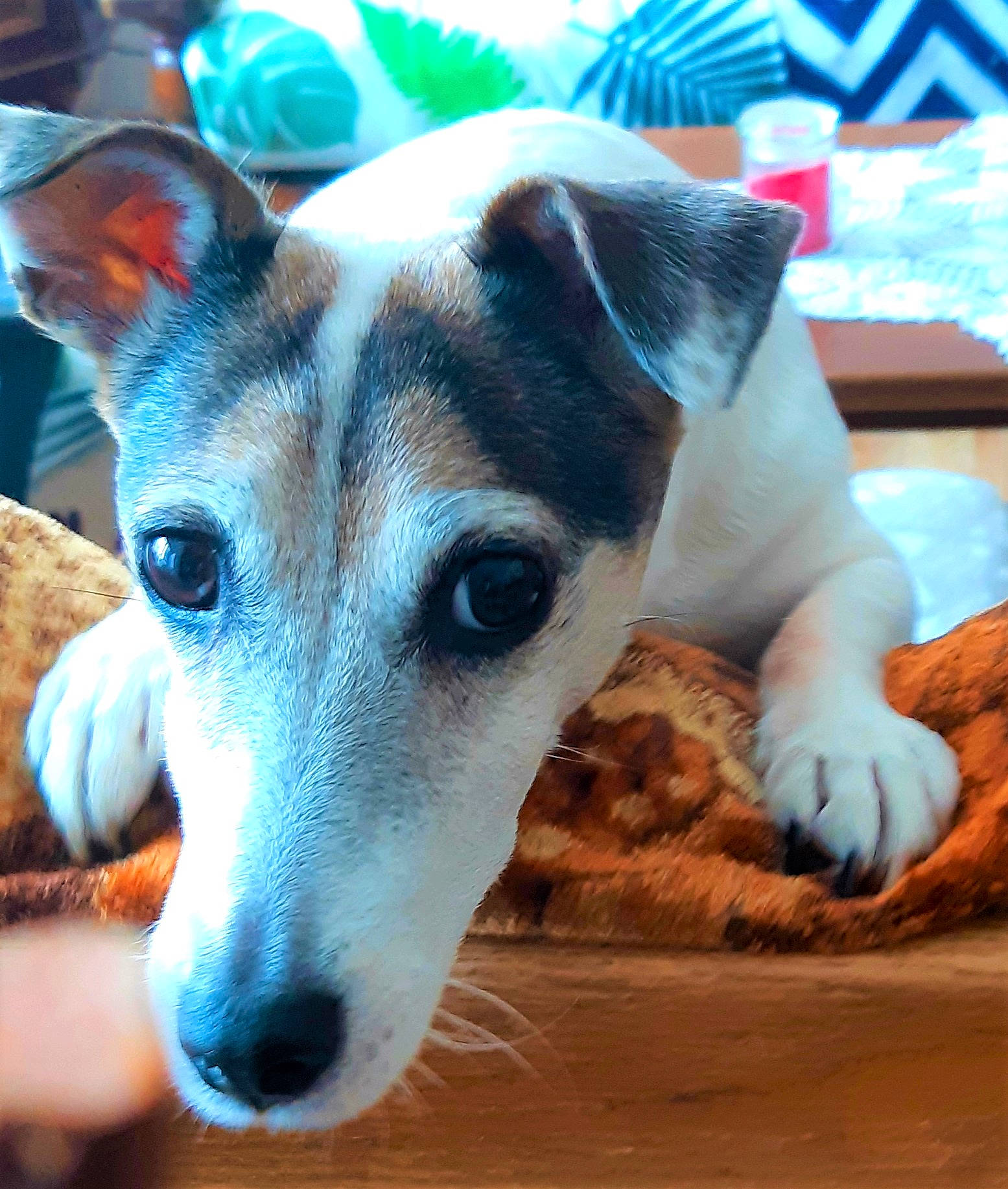 Mirza a rejoint le concours — aidez-le/la à gagner de superbes lots ! carnivoran, dog, dog_breed, dog_breed_group, dog_like_mammal, jack_russell_terrier, miniature_fox_terrier, puppy, rat_terrier, russell_terrier, snout, tenterfield_terrier, whiskers