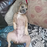 Lola is registered to the contest to win money with this photo: animal, blanket, blanket_pattern, canine, comfort, couch, cute, dog, domestic, fur, home, indoor, laying_down, lazy, living_room, pet, pillow, relaxed, resting, sleepy