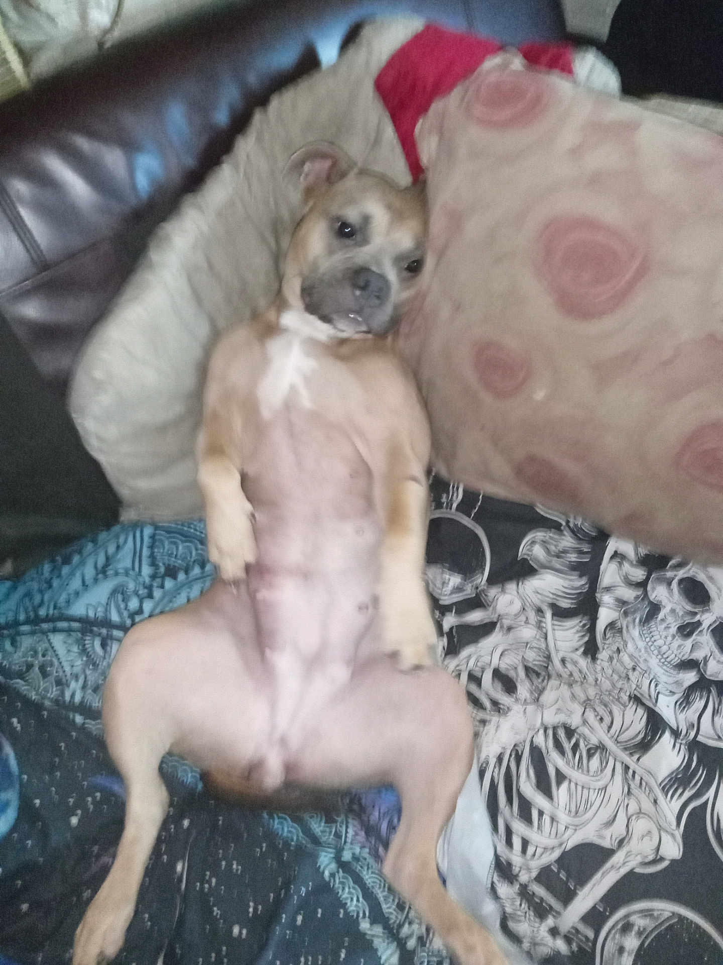 Lola