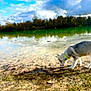 dog, lake, water, sky, clouds, trees, grass, nature, outdoor, animal, canine, collar, reflection, forest, autumn, blue_sky, cloudy, shore, sniffing, daytime