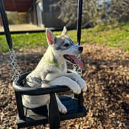 Arko Boutebba a rejoint le concours — aidez-le/la à gagner de superbes lots ! puppy, dog, swing, playground, outdoor, sunny, woodchips, leash, black, white, tongue_out, ears_up, young, pet, animal, happy, daylight, nature, fun, cute