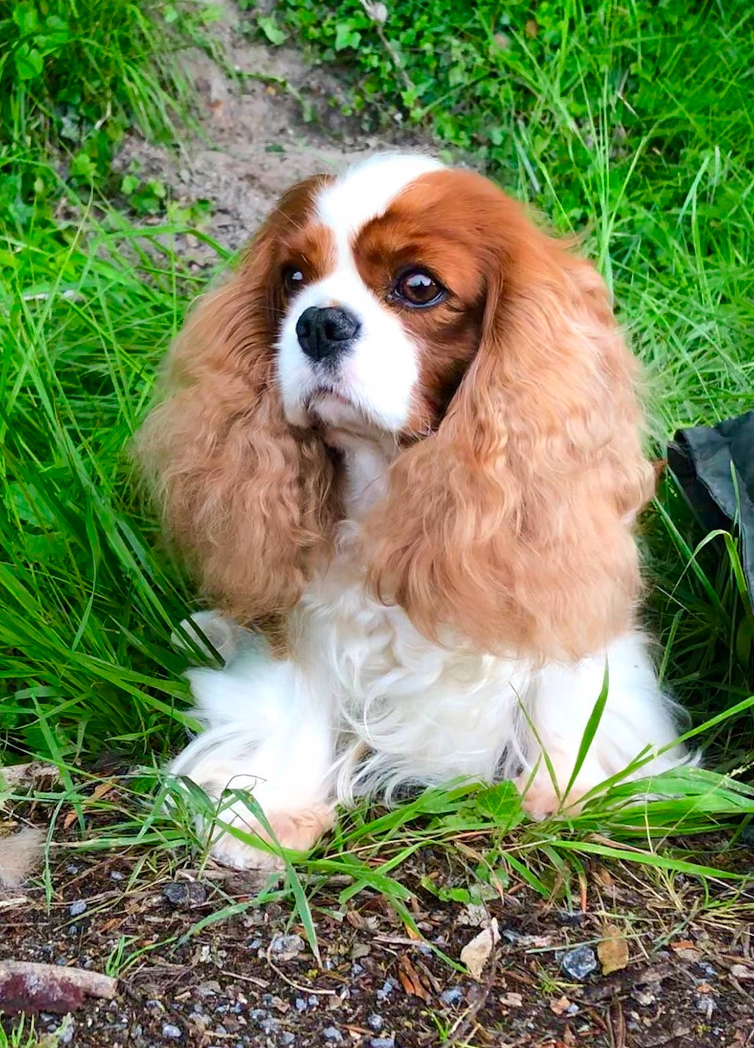 Eva participe au concours pour gagner de l'argent avec cette photo : american_cocker_spaniel, canidae, carnivore, cavalier, cavalier_king_charles_spaniel, cocker_spaniel, companion_dog, dog, dog_breed, english_cocker_spaniel, grass, king_charles_spaniel, mammal, rare_breed_dog, russian_spaniel, snout, spaniel, sporting_group, toy_dog, vertebrate