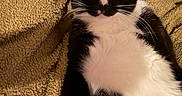 Loki joined the competition — help win amazing prizes! cat, tuxedo_cat, pet, animal, feline, black_and_white, lying_down, blanket, texture, whiskers, ears, eyes, fur, indoor, resting, comfortable, close_up, portrait, relaxed, cute